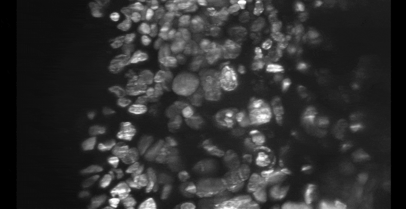 Cell population 3D.gif