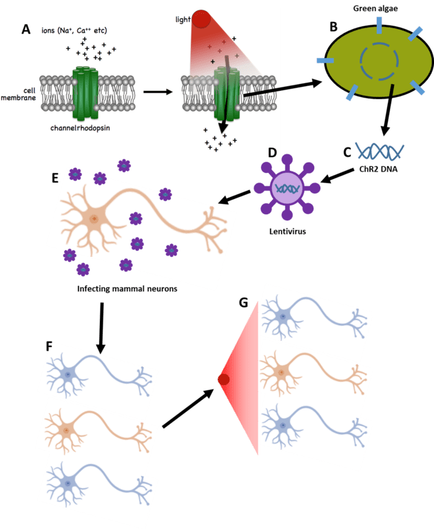 Optogenetics_image_02.png