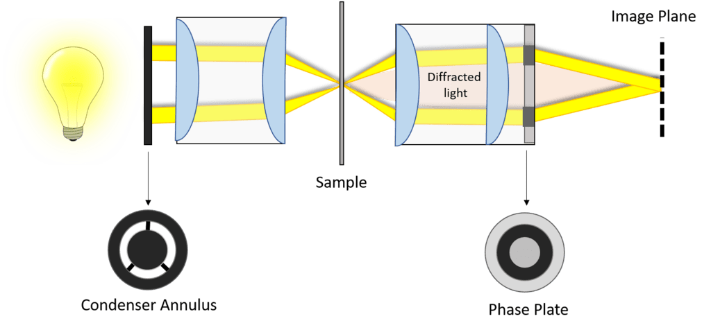 Phase-Contrast Microscopy_image_04.png