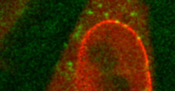 article primary image